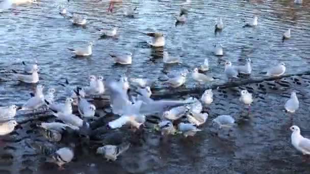 Alimentación de pan a ánades reales y aves de corral en el estanque — Vídeos de Stock