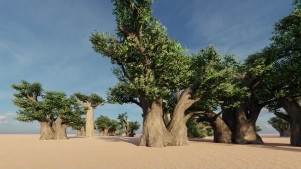 令人敬畏的猴面包树在非洲大草原 — 图库视频影像