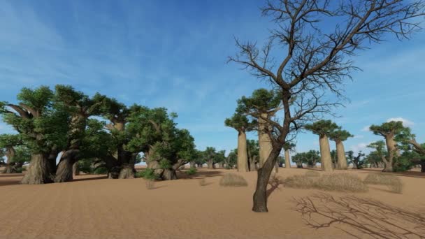 Awesome baobabs in African savannah — Stock Video
