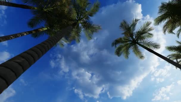 Pálmafák lombkoronája a kék ég ellen — Stock videók