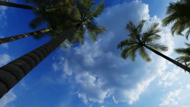 Canopy de palmeras contra el cielo azul — Vídeos de Stock