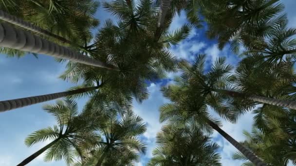 Palmbomen bladerdak tegen blauwe lucht — Stockvideo