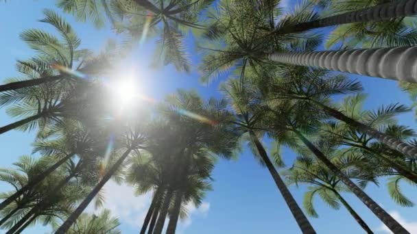 Palm trees canopy against blue sky — Stock Video