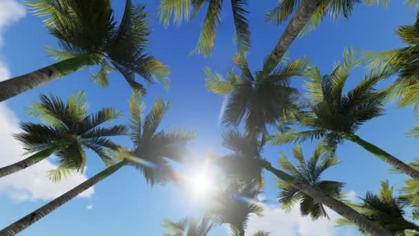 Palm trees canopy against blue sky — Stock Video