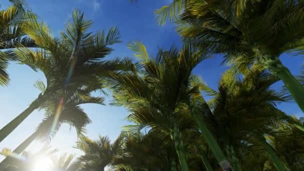 Palm trees canopy against blue sky — Stock Video