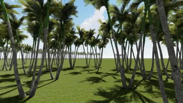 Palm trees canopy against blue sky — Stock Video
