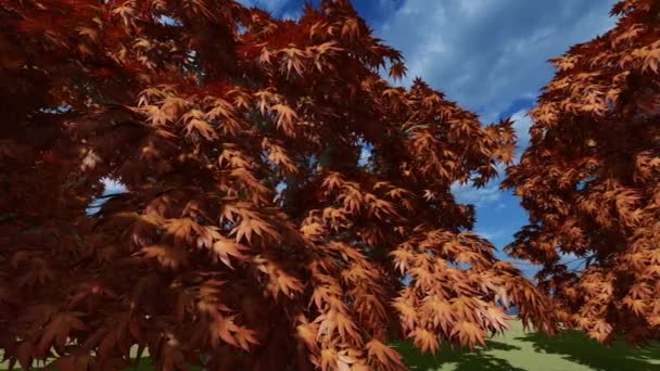 Foglie di castagno sui rami degli alberi — Video Stock