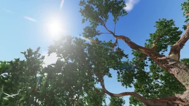 Cerca de hojas verdes del árbol de eucalipto — Vídeos de Stock