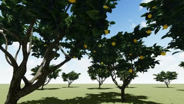 Limoni appesi su un albero in un giorno d'estate — Video Stock