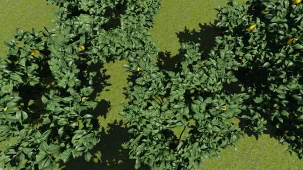 Zitronen hängen an einem Sommertag an einem Baum — Stockvideo