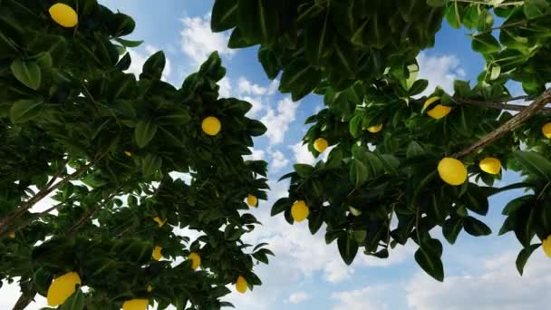 Lemons hang on a tree on a summers day — ストック動画