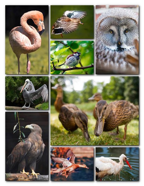 Beautiful collage of different birds