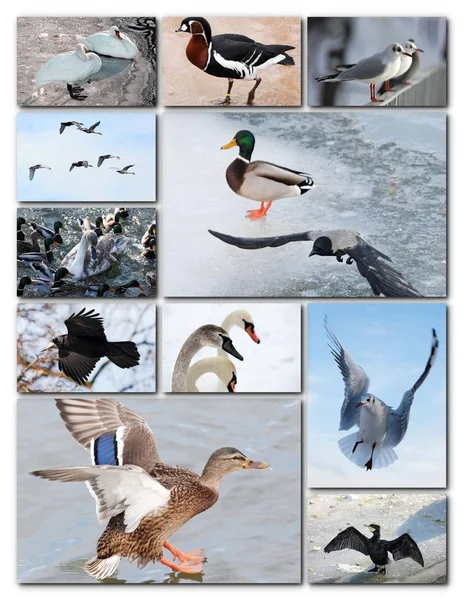 Hermoso collage de diferentes aves —  Fotos de Stock