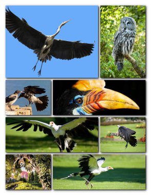 Farklı kuşlardan güzel bir kolaj