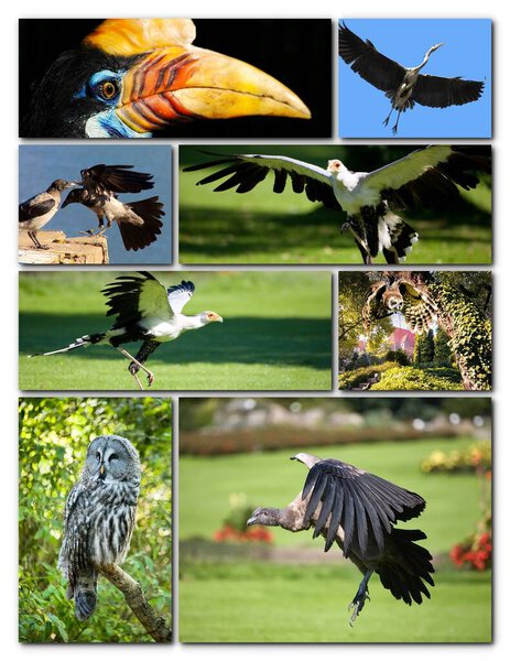 Beautiful collage of different birds