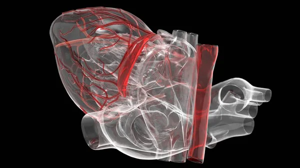Modèle de coeur humain artificiel rendu 3d — Photo