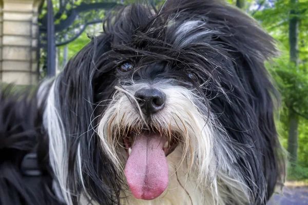 Lindo perro con la lengua hacia fuera — Foto de Stock