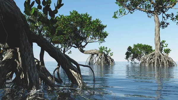 Piros mangrove Florida partjainál 3d renderelés — Stock Fotó