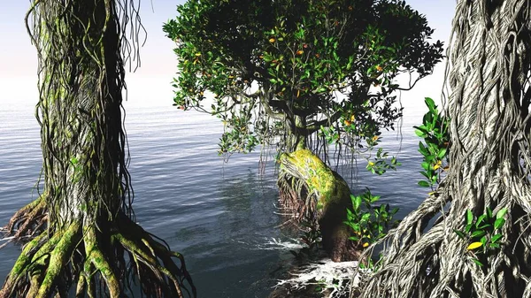 Mangrovie rosse sulla costa della Florida — Foto Stock