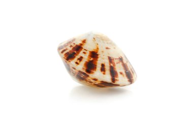 Beyaz bir arka plan üzerinde Seashell Masaj