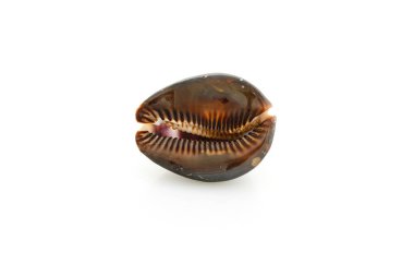 Beyaz bir arka plan üzerinde Seashell Masaj