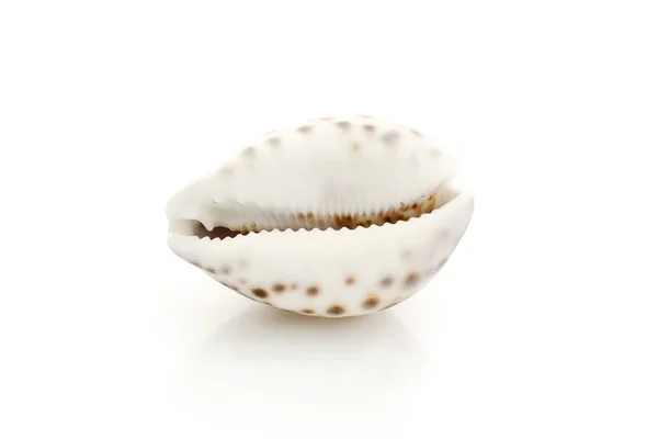 Seashell massage on a white background — Stock Photo, Image