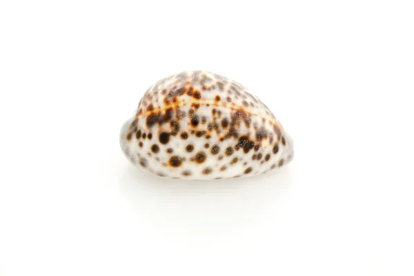 Seashell massage on a white background — Stock Photo, Image