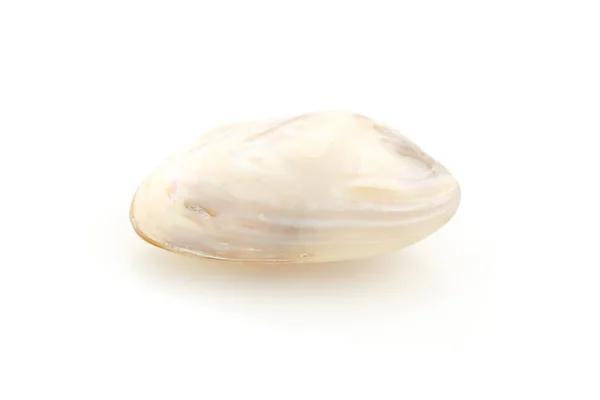 Seashell massage on a white background — Stock Photo, Image
