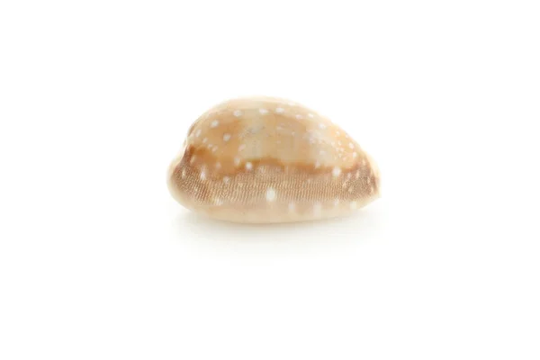 Seashell massage on a white background — Stock Photo, Image