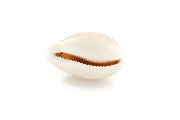 Seashell massage on a white background — Stock Photo, Image