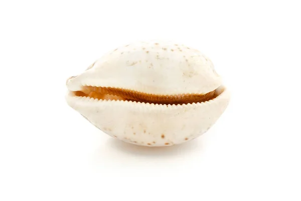 Seashell massage on a white background — Stock Photo, Image