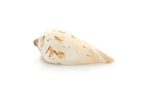 Seashell massage on a white background — Stock Photo, Image