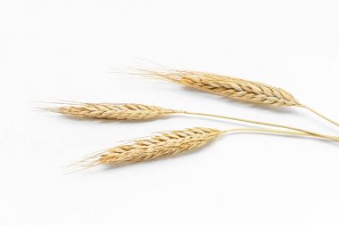 Buğday kulaklar, beyaz bir arka plan üzerinde tasarımınız için kompozisyon