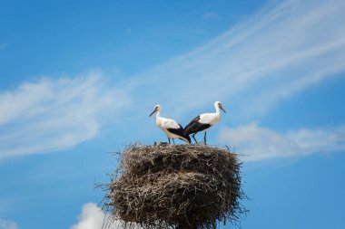 Yuvaya mavi gökyüzü arka plan üzerinde siyah ve beyaz leylek