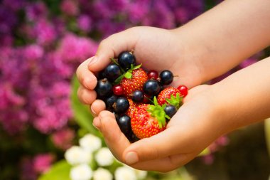 Çocuğun yakın çekim resmin Siyah frenk üzümü ve çilek tutan eller. Sonra hasat bahçesinden taze çilek tutan genç kız.