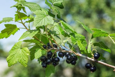 Güzel ve taze Siyah frenk üzümü şube yaz bulanıklık bokeh arka plan üzerinde