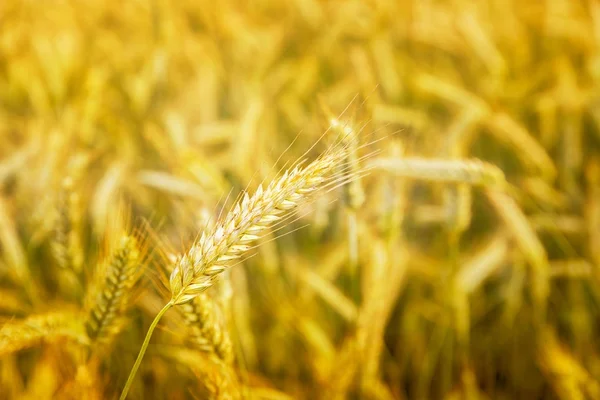 Buğday tarlası. Altın buğday kulakları yakında. Güzel Doğa Günbatımı Manzarası. Parlayan Güneş Işığı Altında Kırsal Manzara. Olgunlaşan çayırlık buğday tarlalarının arka planı. Zengin hasat konsepti. Reklamlar. — Stok fotoğraf