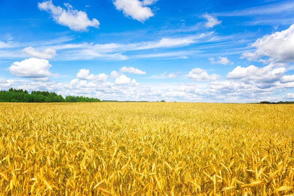 Campo de trigo. Orelhas de trigo dourado fecham. Bela paisagem rural sob a luz do sol brilhante e céu azul. Fundo de amadurecimento orelhas de campo de trigo prado. Conceito de colheita rica. Anúncios . — Fotografia de Stock