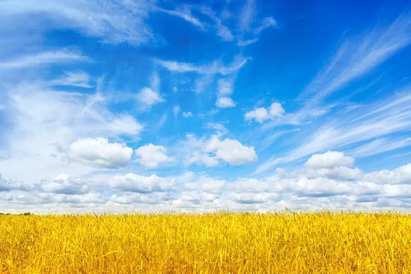 Buğday alan. Altın buğday kulaklarını kapat. Güzel kırsal manzara parlak güneş ışığı ve mavi gökyüzü altında. Çayır buğday alan kulakları olgunlaşma, arka plan. Zengin kavramı hasat. Reklamlar.