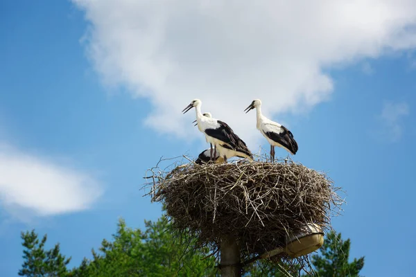 Yuvaya mavi gökyüzü arka plan üzerinde siyah ve beyaz leylek