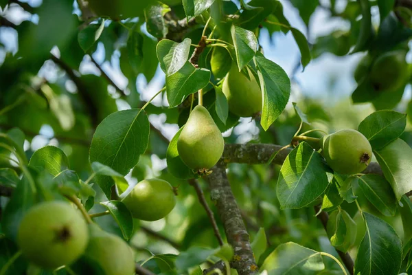 Güzel ve taze yeşil armut dalı yaz aylarında bokeh arka plan bulanıklık