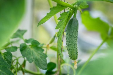 Sera bulanıklık bokeh arka plan üzerinde güzel ve taze yeşil salatalık şube