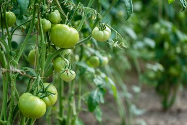Güzel ve taze yeşil ripe domates şube bulanıklık bokeh arka plan üzerinde yaz aylarında değil