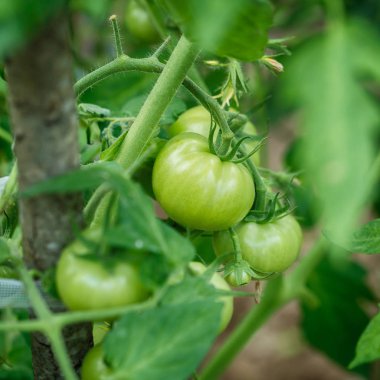 Güzel ve taze yeşil ripe domates şube bulanıklık bokeh arka plan üzerinde yaz aylarında değil