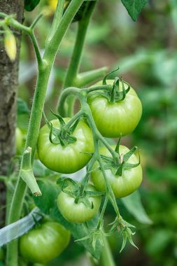 Güzel ve taze yeşil ripe domates şube bulanıklık bokeh arka plan üzerinde yaz aylarında değil