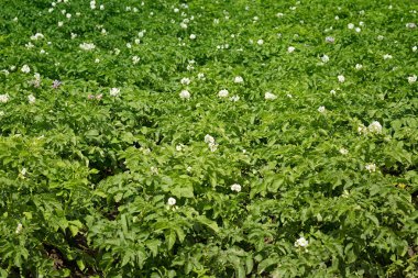 Patates bush çiçek, çiçek patates bokeh arka plan bulanıklık