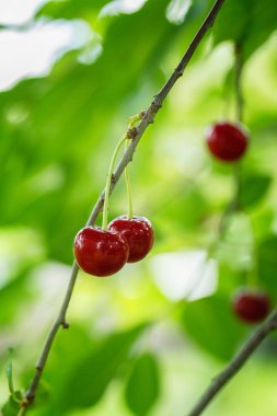 Güzel ve taze kırmızı kiraz closeup dalı üzerinde bokeh arka plan bulanıklık