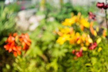 Arka plan kavramı, soyut doku yeşil ve kırmızı çiçek bulanık..