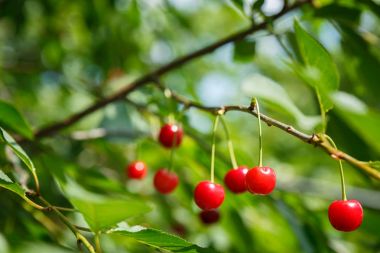 Güzel ve taze kırmızı kiraz closeup dalı üzerinde bokeh arka plan bulanıklık