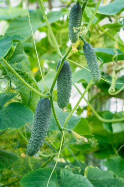 Sera bulanıklık bokeh arka plan üzerinde güzel ve taze yeşil salatalık şube